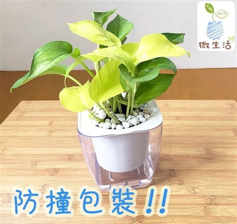 浴室淨化廁所植物